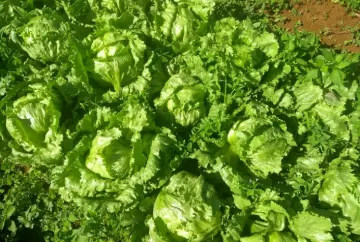 Alface americana: escolha da cultivar e pós-colheita definem qualidade para varejo e processamento