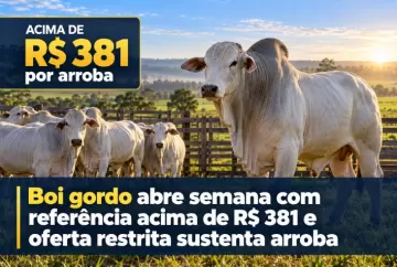 Boi gordo abre semana com referência acima de R$ 381 e oferta restrita sustenta arroba