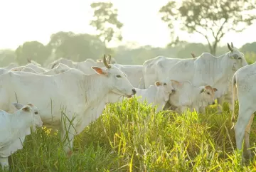 El Niño e chuvas irregulares exigem manejo estratégico das pastagens e suplementação de bovinos