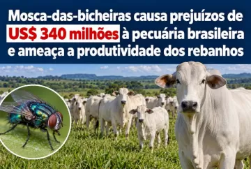 Mosca-das-bicheiras causa prejuízos de US$ 340 milhões à pecuária brasileira e ameaça a produtividade dos rebanhos