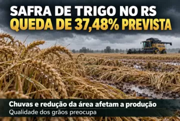 Safra de trigo no RS deve cair 37,48% após chuvas e redução da área; qualidade dos grãos preocupa
