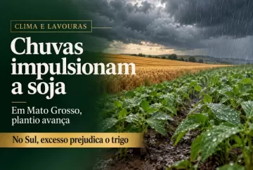 Chuvas impulsionam plantio de soja em Mato Grosso, mas prejudicam trigo e atrasam lavouras no Sul