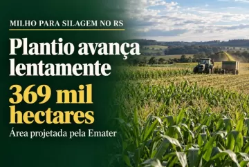 Milho para silagem no RS: Emater projeta 369 mil hectares e plantio avança lentamente