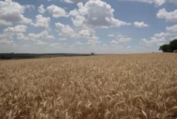 Preço do trigo sobe no Brasil com oferta restrita de grãos para moagem, apesar da queda externa