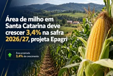 Área de milho em Santa Catarina deve crescer 3,4% na safra 2026/27, projeta Epagri