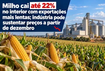 Milho cai até 22% no interior com exportações mais lentas; indústria pode sustentar preços a partir de dezembro
