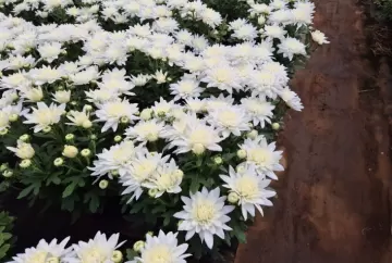 Finados movimenta mercado de flores; custos e mudanças no consumo desafiam produtores