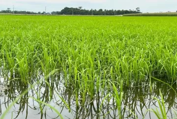 Safra de arroz em SC: chuvas e El Niño elevam risco de perdas e podem ampliar custos da indústria
