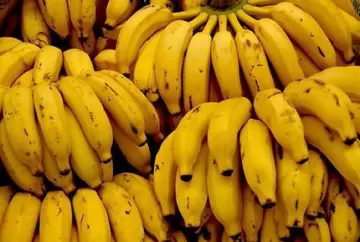 Banana prata sobe na Bahia com oferta menor; calor prejudica qualidade das frutas