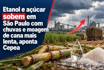 Etanol e açúcar sobem em São Paulo com chuvas e moagem de cana mais lenta, aponta Cepea