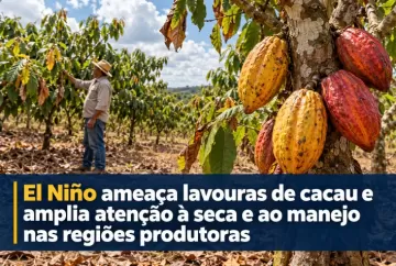 El Niño ameaça lavouras de cacau e amplia atenção à seca e ao manejo nas regiões produtoras