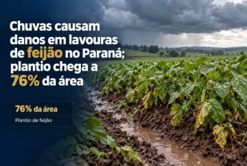 Chuvas causam danos em lavouras de feijão no Paraná; plantio chega a 76% da área