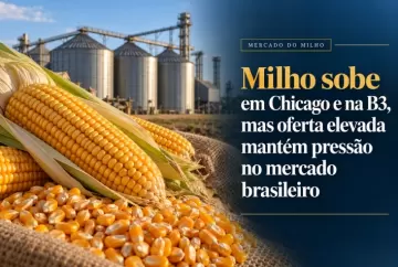 Milho sobe em Chicago e na B3, mas oferta elevada mantém pressão no mercado brasileiro