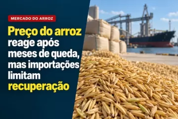 Preço do arroz reage após meses de queda, mas importações limitam recuperação