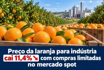 Preço da laranja para indústria cai 11,4% com compras limitadas no mercado spot