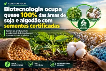 Biotecnologia ocupa quase 100% das áreas de soja e algodão com sementes certificadas