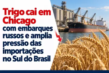 Trigo cai em Chicago com embarques russos e amplia pressão das importações no Sul do Brasil