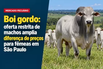 Boi gordo: oferta restrita de machos amplia diferença de preços para fêmeas em São Paulo