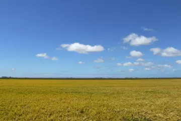 Dívida de crédito rural na Justiça: revisão da cobrança e prazo de defesa exigem atenção