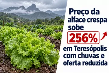 Preço da alface crespa sobe 256% em Teresópolis com chuvas e oferta reduzida