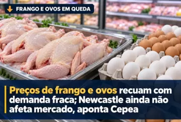 Preços de frango e ovos recuam com demanda fraca; Newcastle ainda não afeta mercado, aponta Cepea