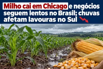 Milho cai em Chicago e negócios seguem lentos no Brasil; chuvas afetam lavouras no Sul