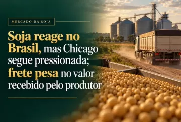 Soja reage no Brasil, mas Chicago segue pressionada; frete pesa no valor recebido pelo produtor