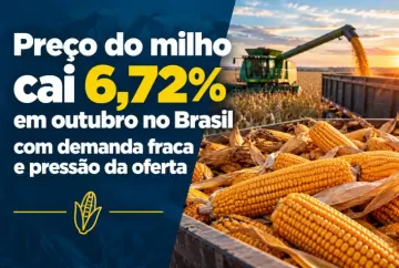 Preço do milho cai 6,72% em outubro no Brasil com demanda fraca e pressão da oferta