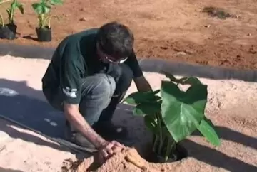 Esgoto doméstico rural se transforma em adubo orgânico