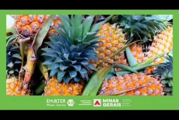 ABACAXICULTURA: Uma alternativa para a agricultura familiar em Minas Gerais - Minas Rural Emater-MG
