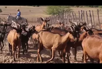 NOSSO AGRO - Fazenda Carnaúba. Vamos conhecer a criação de cabras e a fabricação queijos artesanais -  Sistema CNA/Senar
