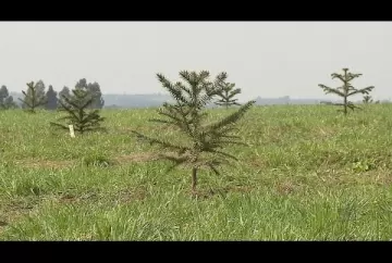Enxertia de araucária para produção de pinhão: conheça a pesquisa da Epagri - Epagri Vídeos