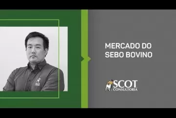 Mercado do sebo bovino - TV Scot Consultoria