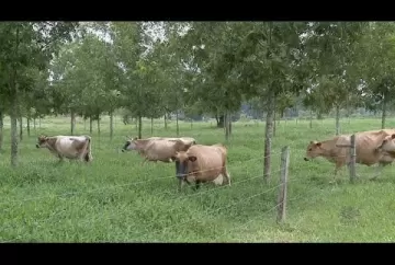 Nogueira-pecã no sistema silvipastoril - EPAGRI