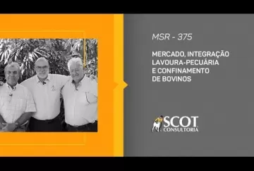 Mercado, Integração Lavoura-Pecuária e confinamento de bovinos - TV Scot Consultoria