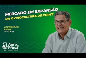 Mercado em expansão da Ovinocultura de Corte - Agro & Prosa