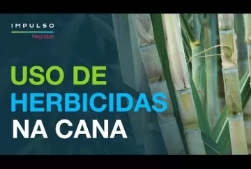 Cana: uso eficiente de herbicidas | Impulso Negócios - Agro Bayer brasil