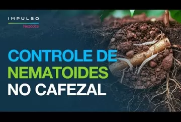 Como controlar nematoides na cultura do café | Impulso Negócios - Agro Bayer Brasil