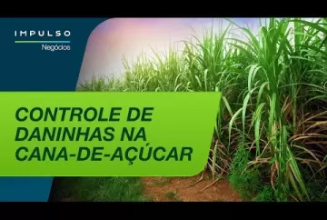 Cana: manejo de plantas daninhas | Impulso Negócios - Bayer Brasil