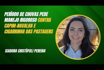 Período de chuvas pede manejo rigoroso contra capim-navalha e cigarrinha - Agro e prosa