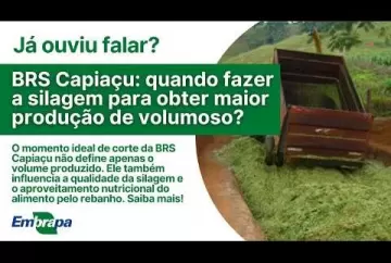 BRS Capiaçu: quando fazer a silagem para obter maior produção de volumoso?  Embrapa