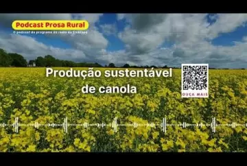 Produção Sustentável de Canola  Embrap