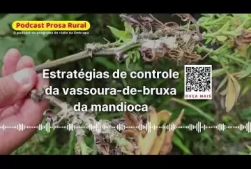 Estratégias de controle da vassoura-de-bruxa da mandioca  Embrapa