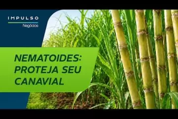 Nematoides na cana: como manejar e evitar perdas | Impulso Negócios Agro Bayer Brasil