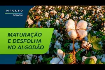 Algodão: produtividade no final do ciclo | Impulso Negócios Agro Bayer Brasil