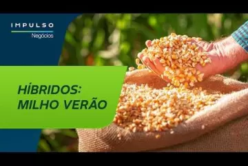 Milho verão: os híbridos que chegam para fazer diferença | Impulso Negócios 194 Agro Bayer Brasil Agro Bayer Brasil