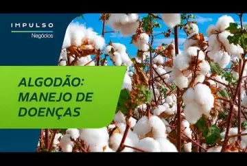 Manejo de doenças no algodão: o que realmente funciona | Impulso Negócios Agro Bayer Brasil
