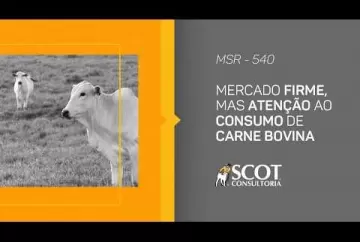 Mercado firme, mas atenção ao consumo de carne bovina Scot Consultoria