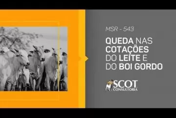 Queda nas cotações do leite e do boi gordo Scot Consultoria