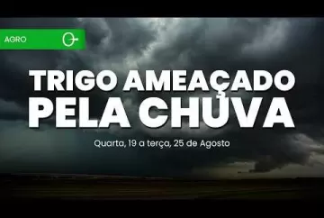Colheita do milho chega a 84,7% e excesso de chuva preocupa o Sul Climatempo